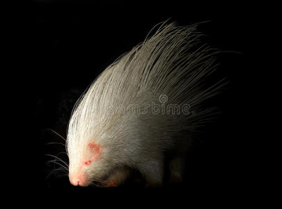 看看相机白色背景下的卧和走角豪猪的矢量图解豪猪角