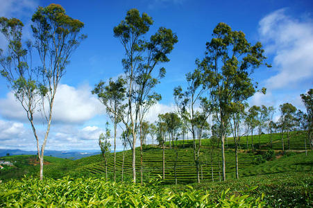 美丽的风景，树木，茶山，达拉特旅游