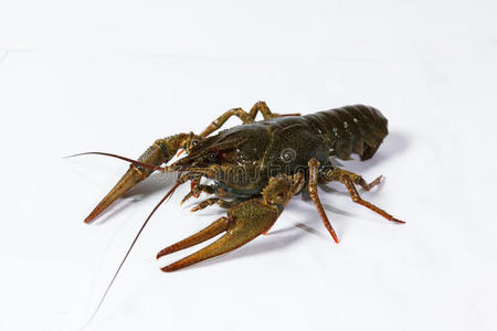 一只活小龙虾照片