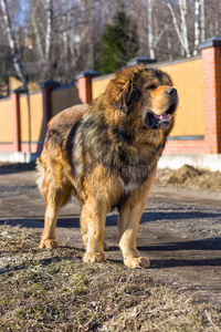 犬种藏獒