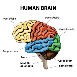 人脑解剖学照片