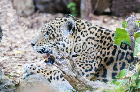 清蒸老虎斑图片