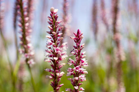 中华结缕草结缕草或蓼科的花.照片