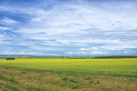 碧草蓝天的夏日美景