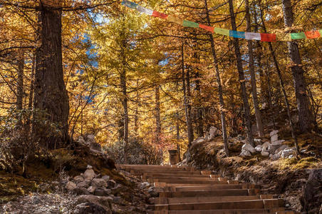 森林 山地人 风景 松木 颜色 自然 环境 徒步旅行 瓷器