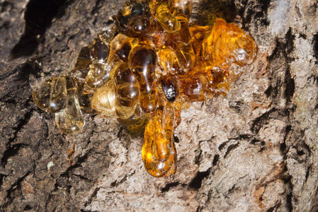 天然琥珀树脂照片