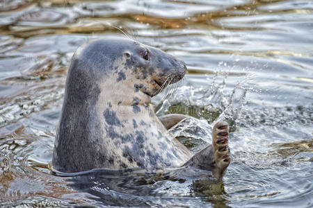 灰色海豹的肖像，同时移动它的鳍