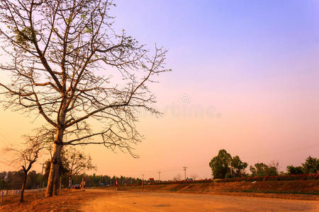 泰国落日树