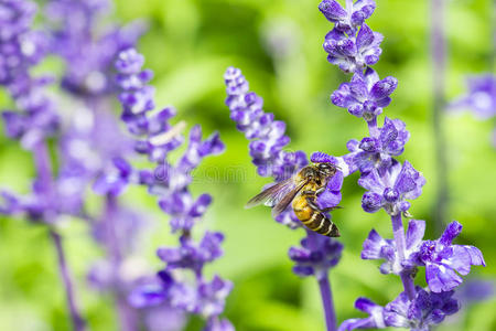 天然背景紫鼠尾草蜜蜂