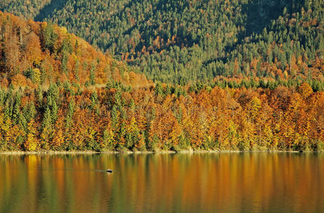 秋天的树，倒映在湖中