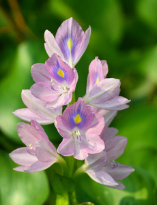 浮动水葫芦图片