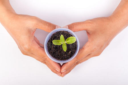 人类手执绿色小植物新生命理念。