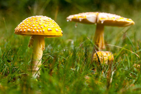 自然界有毒的黄色蘑菇