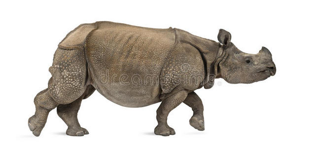 印度独角犀牛