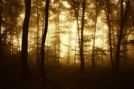 日出在一个神秘的魔法森林雾