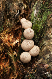 生长 地面 成长 蘑菇 植物 真菌 幻觉 食物 花园 采摘