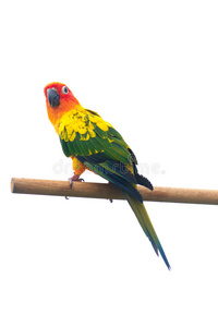 鹦鹉呱呱呱叫声图片