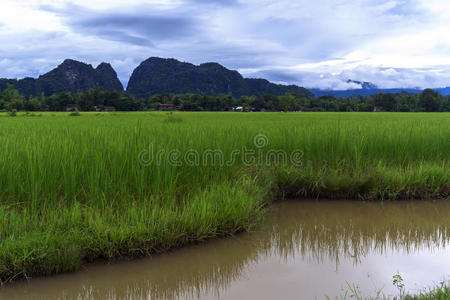 稻田，丘陵。