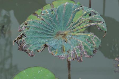 雪莲花花白色孤立一朵干莲花的近处枯萎莲花特写死莲花宏镜头莲花枯死