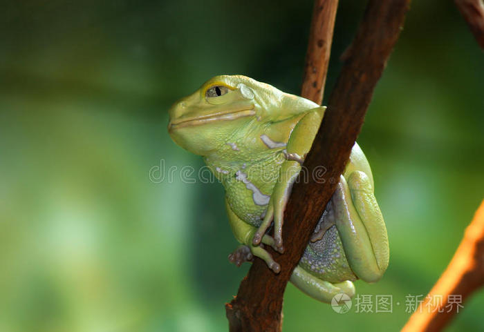 蜡质猴蛙phyllomedusa sauvagii坐在树枝上