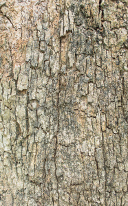 棕色树皮纹理的特写镜头。