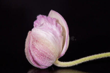 花紫罗兰花蕾