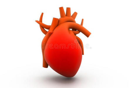 人体心脏的三维渲染