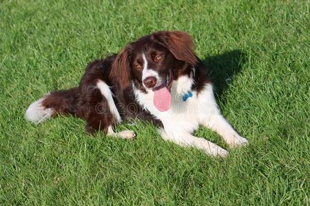 一只可爱的肝脏和白色牧羊犬杂交斯普林格猎犬