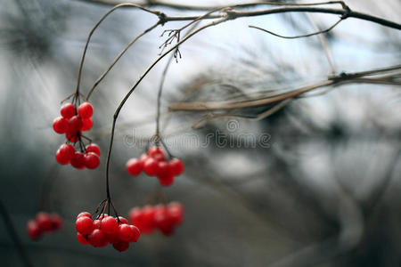 树枝上的红色荚果