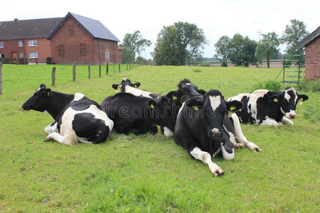 草地上有许多奶牛