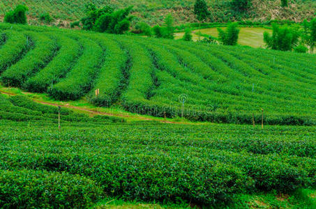 种植植物区系图片