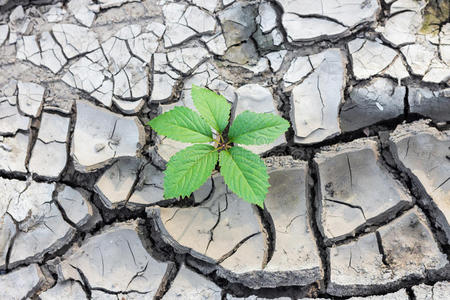 描写小草破土图片