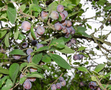 水果李子蓝树上的蓝李子照片