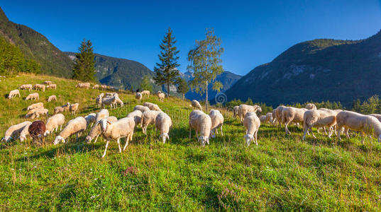 斯洛文尼亚阿尔卑斯山的高山牧场。特里格拉夫国家公园。