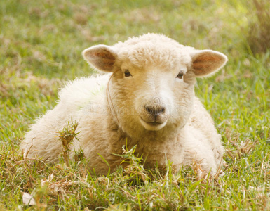 夏日阳光明媚的户外草地上躺着的一只羊照片