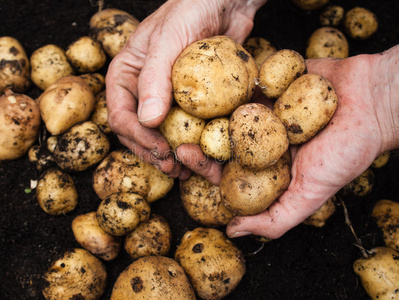 蔬菜生产者手拿土豆的人照片