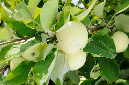 花园的树上白树上的白苹果照片