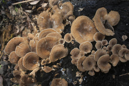 棕树上的菌图片图片