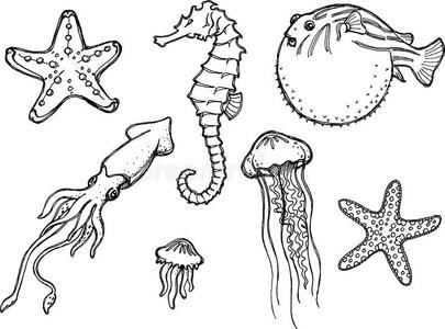 海洋动物素描照片
