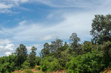 户外景观中的绿色森林和天空