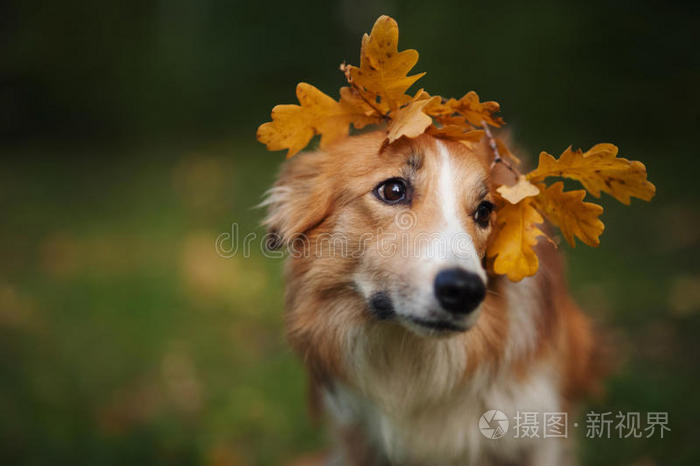 秋天黄叶下的边境牧羊犬