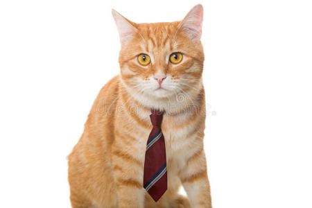 带领带的严肃的猫