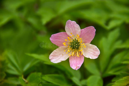 木银莲花