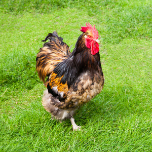 动物 公鸡 多种 居住 农事 器官 食物 农家院 农业 栅栏