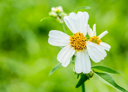 特写草花