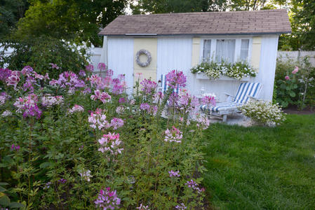 新英格兰海岸小屋和薰衣草紫色克莱姆花