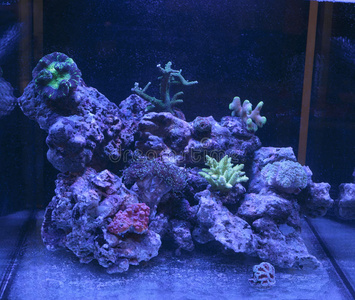 珊瑚水族馆