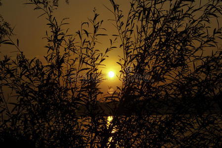 日出与柳树