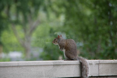 纽约市炮台公园的松鼠