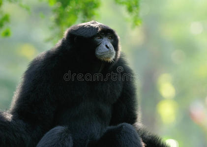 长臂猿 灵长类动物 苏门答腊 丛林 武器 可爱的 自然 迁移